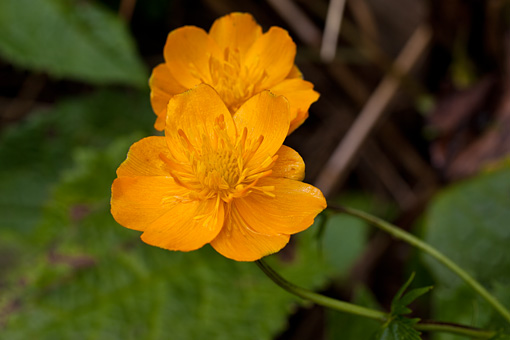 礼文島の7月の花(桃岩〜知床コース)