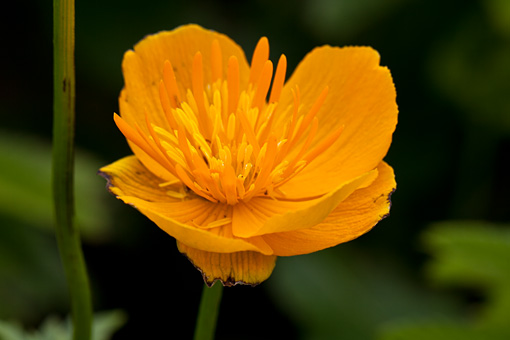 礼文島の7月の花(桃岩〜知床コース)